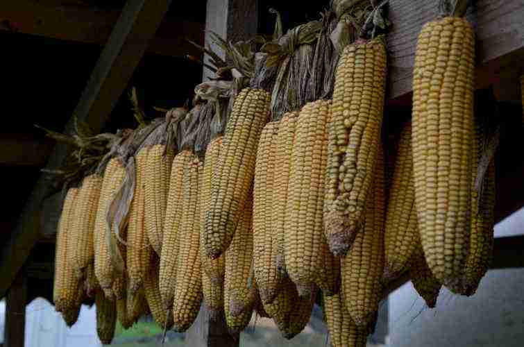 Кукуруза: вред и польза для здоровья