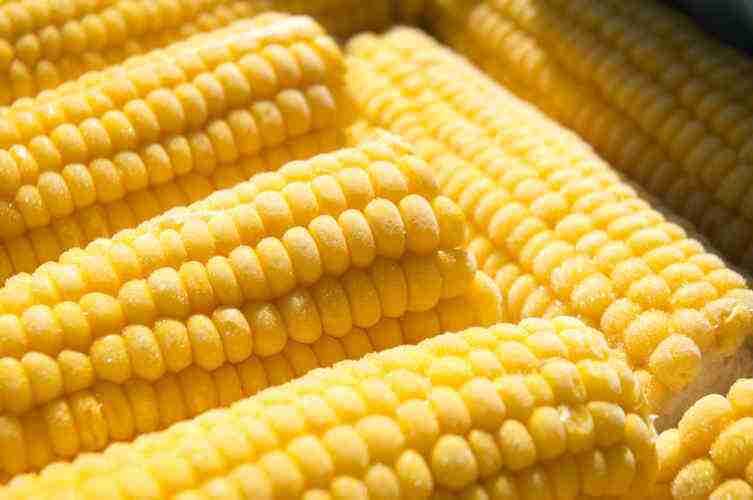 ТОП-10 фактов о кукурузе